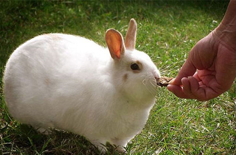  Thỏ trắng mũm mĩm được đút thức ăn đến tận miệng bởi nó có vẻ khó đi chuyển trong việc tìm kiếm đồ ăn khi sở hữu thân hình như thế này.