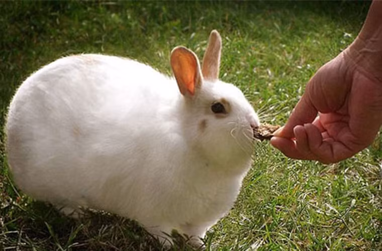  Thỏ trắng mũm mĩm được đút thức ăn đến tận miệng bởi nó có vẻ khó đi chuyển trong việc tìm kiếm đồ ăn khi sở hữu thân hình như thế này. 