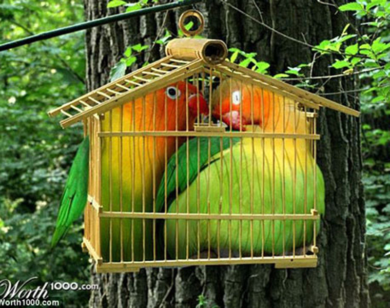  Đôi vẹt dường như phải sống trong cùng một chiếc lồng quá khổ mà lẽ ra chỉ đủ chỗ cho một con.