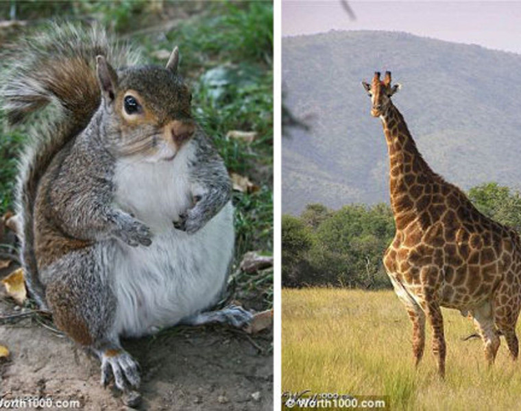  Hình ảnh sóc sở hữu thân hình "mập ú" khiến cho tứ chi của nó trở nên ngắn cũn. Trong khi đó, hươu cao cổ cũng bị béo phì nên chiếc cổ không còn thon dài như trước.