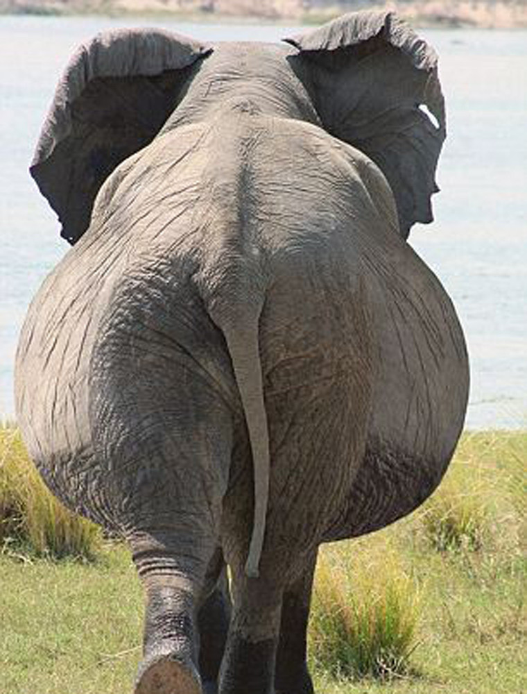  Voi mập mạp bước đi chậm rãi nhưng vẫn toát lên vẻ "tự tin" sải chân như của người mẫu.