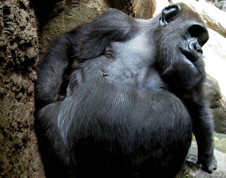  Dường như chú tinh tinh dễ thương này lười vận động, thích đi ngủ nhiều hơn kể từ khi có thân hình béo tốt.