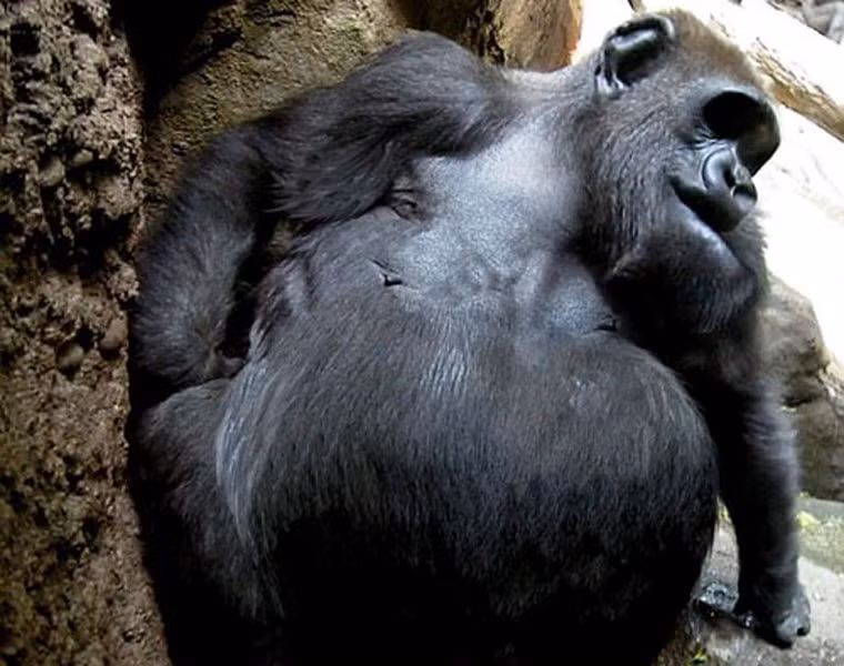  Dường như chú tinh tinh dễ thương này lười vận động, thích đi ngủ nhiều hơn kể từ khi có thân hình béo tốt. 