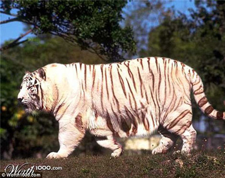  Chú hổ này sở hữu chiếc bụng "khủng" gần chạm đến đất và tứ chi trông cũng ngắn hơn bao giờ hết. Điều này có thể gây khó khăn ít nhiều trong quá trình nó đi săn mồi. Tuy nhiên, nó lại tạo cho con người cảm giác mới loài hổ. Chúng toát lên vẻ hiền lành, đáng yêu khi không nhe nanh vuốt.