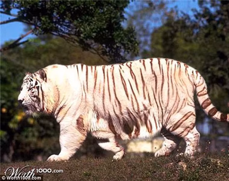  Chú hổ này sở hữu chiếc bụng "khủng" gần chạm đến đất và tứ chi trông cũng ngắn hơn bao giờ hết. Điều này có thể gây khó khăn ít nhiều trong quá trình nó đi săn mồi. Tuy nhiên, nó lại tạo cho con người cảm giác mới loài hổ. Chúng toát lên vẻ hiền lành, đáng yêu khi không nhe nanh vuốt. 