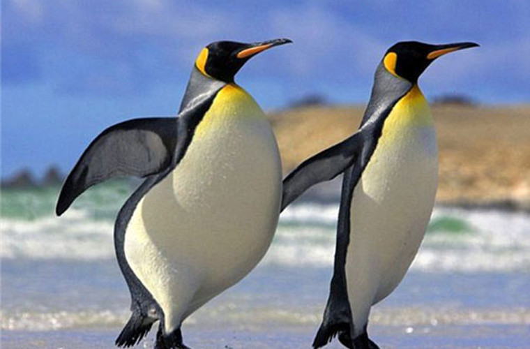  Cặp đôi chim cánh cụt một béo, một gầy tạo thành hình số 10 hoàn hảo, "tung tăng" sánh bước