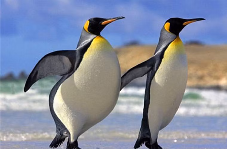  Cặp đôi chim cánh cụt một béo, một gầy tạo thành hình số 10 hoàn hảo, "tung tăng" sánh bước 