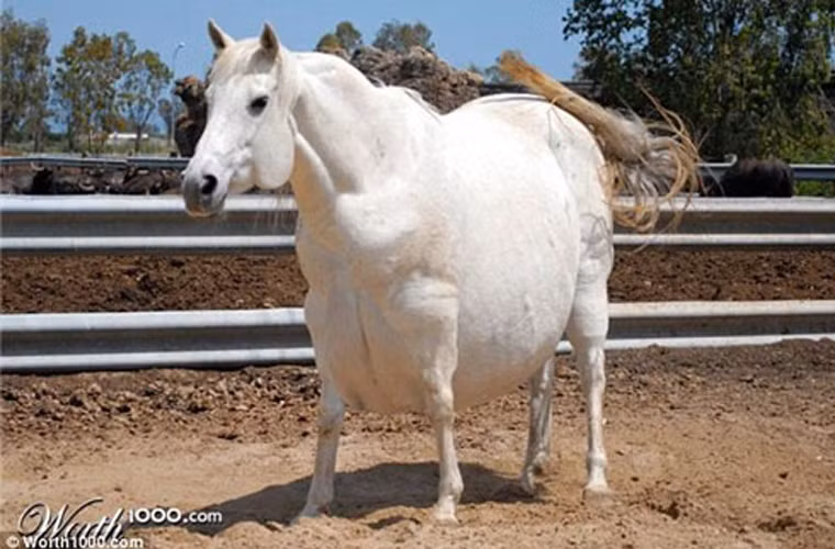  Bạch mã cũng trở nên dễ thương hơn khi phần bụng lớn hơn đồng loại. Với cơ thể như thế này, có lẽ nó khó có thể vượt rào như khi còn mảnh mai. 