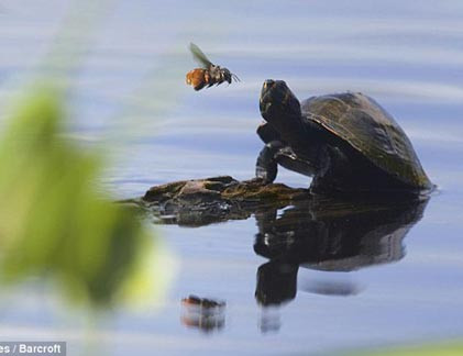 Thú vui tao nhã: Dắt... rùa đi dạo mỗi ngày ở Manchester ảnh 6