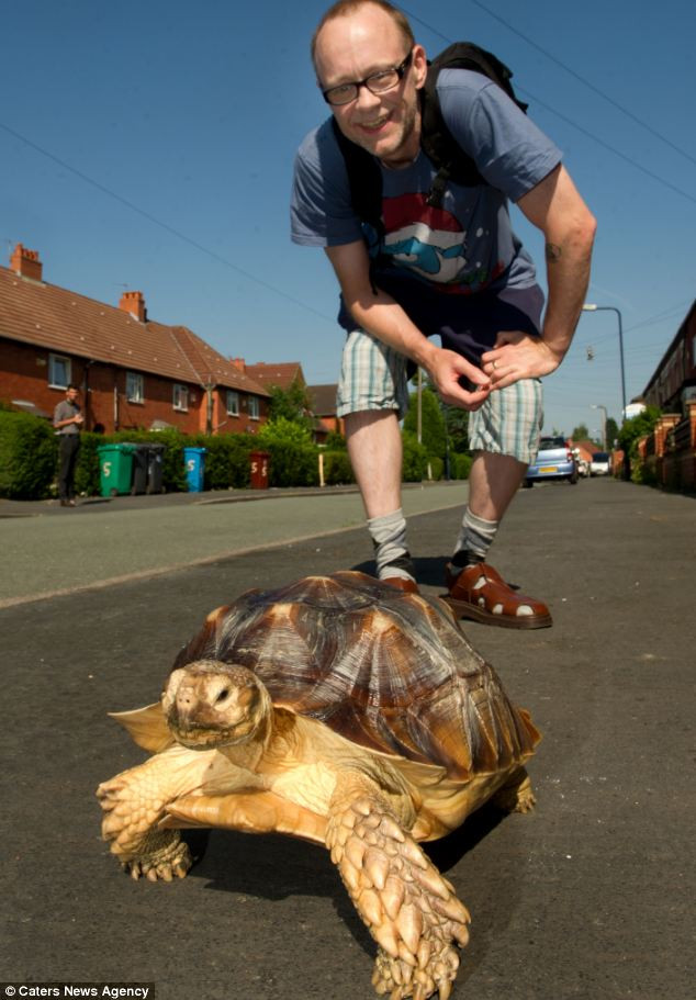 Con Maximus ăn khoảng 33kg rau diếp mỗi tuần và nặng 12kg.