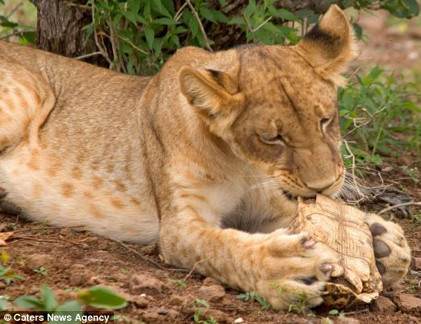Thú vui tao nhã: Dắt... rùa đi dạo mỗi ngày ở Manchester ảnh 5