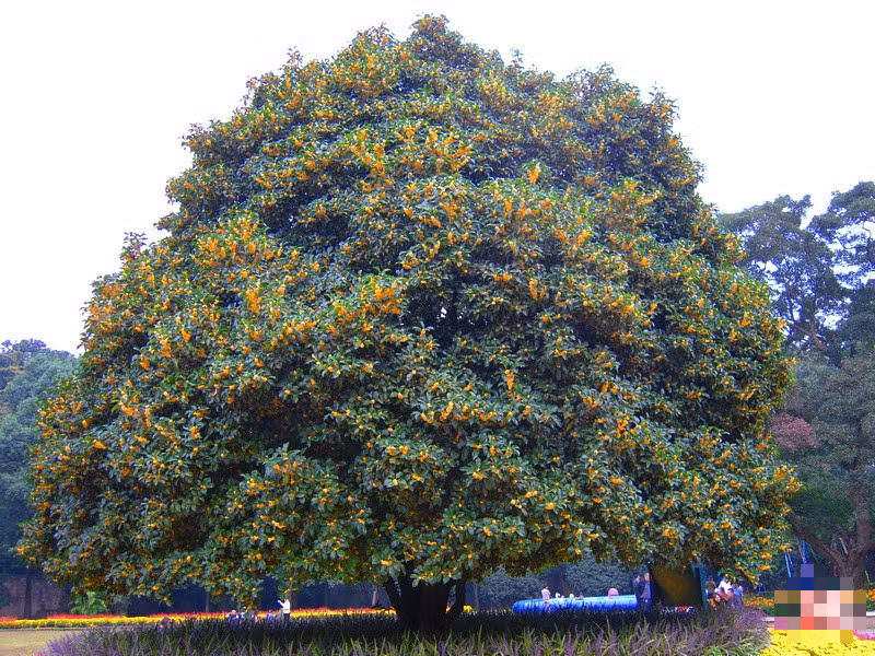  3. Người xưa dặn: Trồng mộc hương trước cửa, quý nhân tới nhà: Cây hoa mộc thơm thơm ngọt ngào đã được người xưa coi trọng, gắn cho nó ý nghĩa phong thủy rất tốt lành. Cây cảnh này tượng trưng cho may mắn, tài lộc, phù hợp trồng ở sân hoặc trong nhà.. Ảnh minh họa Toutiao