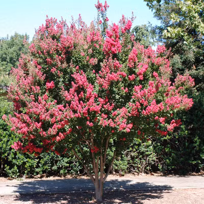  Màu hồng, đỏ quyến rũ, từng chùm xum xuê khiến cho loài hoa này có giá trị trang trí cao. Cây cảnh này còn có ý nghĩa phong thủy tốt lành thu hút sự giàu có và thịnh vượng. Vì vậy, người xa khuyên nên trồng trong các khu vườn.