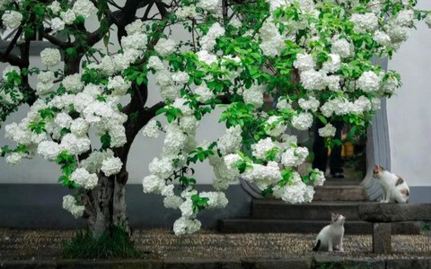 Hoa bóng tuyết còn có ý nghĩa rất hay, bông hoa tròn gồm nhiều bông hoa nhỏ ghép lại vào nhau thành quả cầu lớn giống như sự đoàn tụ. Nó tượng trưng cho sự đoàn tụ, hạnh phúc của gia đình và có tác dụng giữ nhà trong phong thủy.