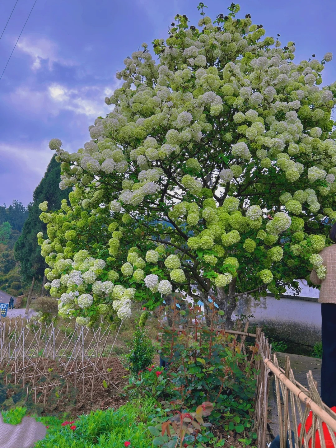  2. Người xưa dặn: Trồng cây bóng tuyết trong nhà, tài lộc dồi dào: Bóng tuyết Trung Quốc (Viburnum macrocephalum) có giá trị làm cảnh rất cao. Chúng có những bông hoa rất lớn, chuyển từ màu xanh ngọc sang trắng muốt - như những viên cầu tuyết khổng lồ. Nếu mẫu đơn là loài hoa phú quý ở cõi nhân gian thì bóng tuyết là loài hoa ở cõi thần tiên. Ảnh minh họa Toutiao