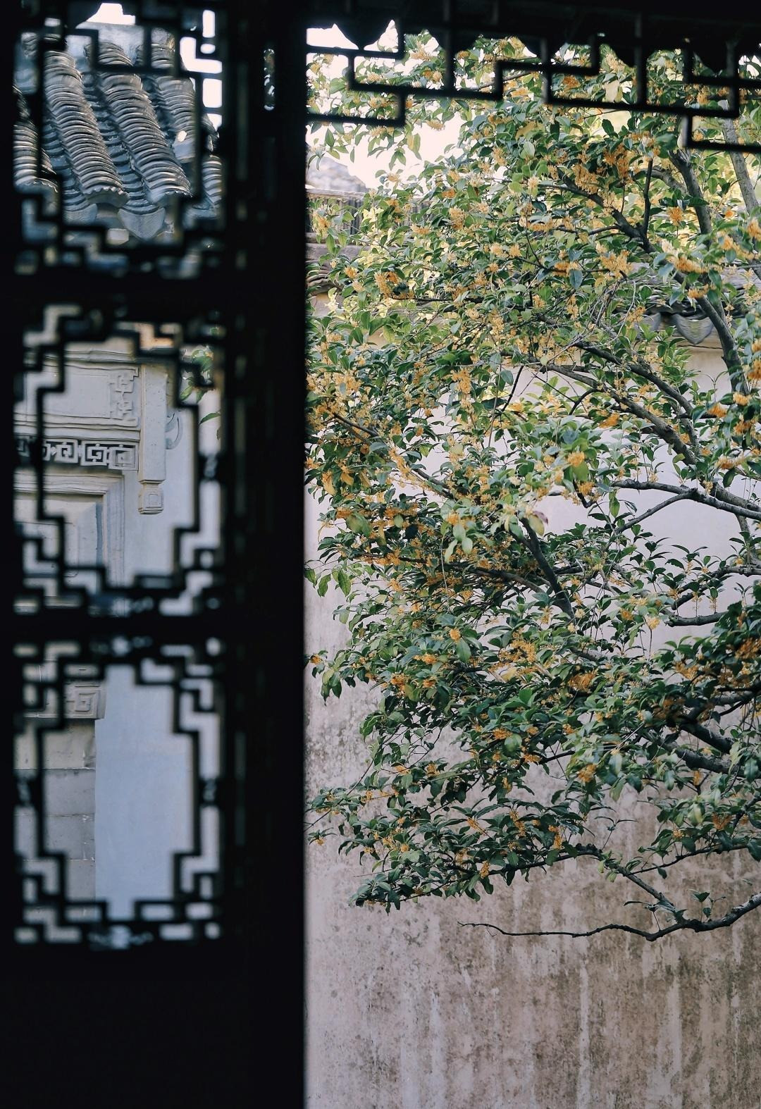 Chính vì mộc hương mang ý nghĩa tốt đẹp như vậy nên người xưa khuyên trồng cây cảnh này ở sân nhà. Mấu chốt là, cây mộc hương có giá trị lớn theo thời gian. Một cây cảnh nhỏ giá chẳng đáng kể nhưng cây mộc hương trăm năm có giá không nhỏ, đáng là một gia tài. Ảnh minh họa Toutiao