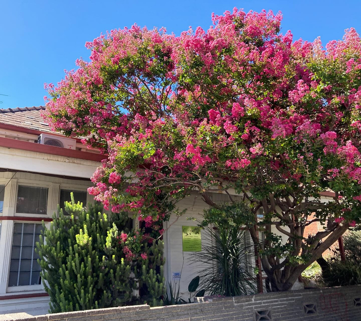 4. Người xưa dặn: Trồng tường vi trước sân, vận tài tuôn chảy: Cây cảnh tường vi (Crape Myrtle) cũng là cây cảnh lâu đời, được nhiều gia đình giàu có ưa thích trồng trong sân. Thời kỳ ra hoa của nó rất lâu, kéo dài từ mùa xuân đến mùa thu, thậm chí vào mùa hè hoa cũng có thể nở rộ. 