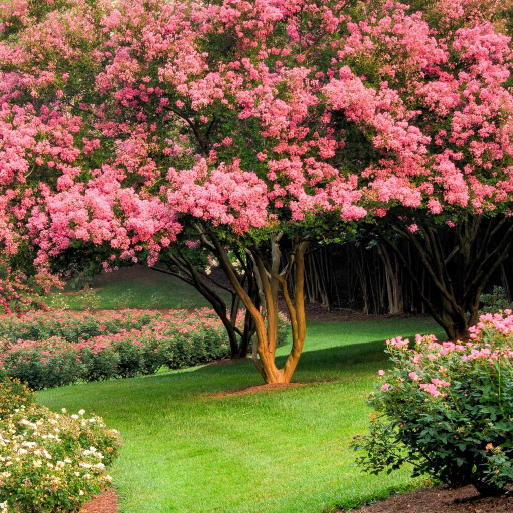 Tường vi là cây phong thủy được người xưa đặc biệt coi trọng. Người xưa có câu: "Trồng tường vi trước cửa, gia đình giàu sang, thịnh vượng". Nó tượng trưng cho sự cao quý và giàu sang. Ảnh minh họa gibbsgardens