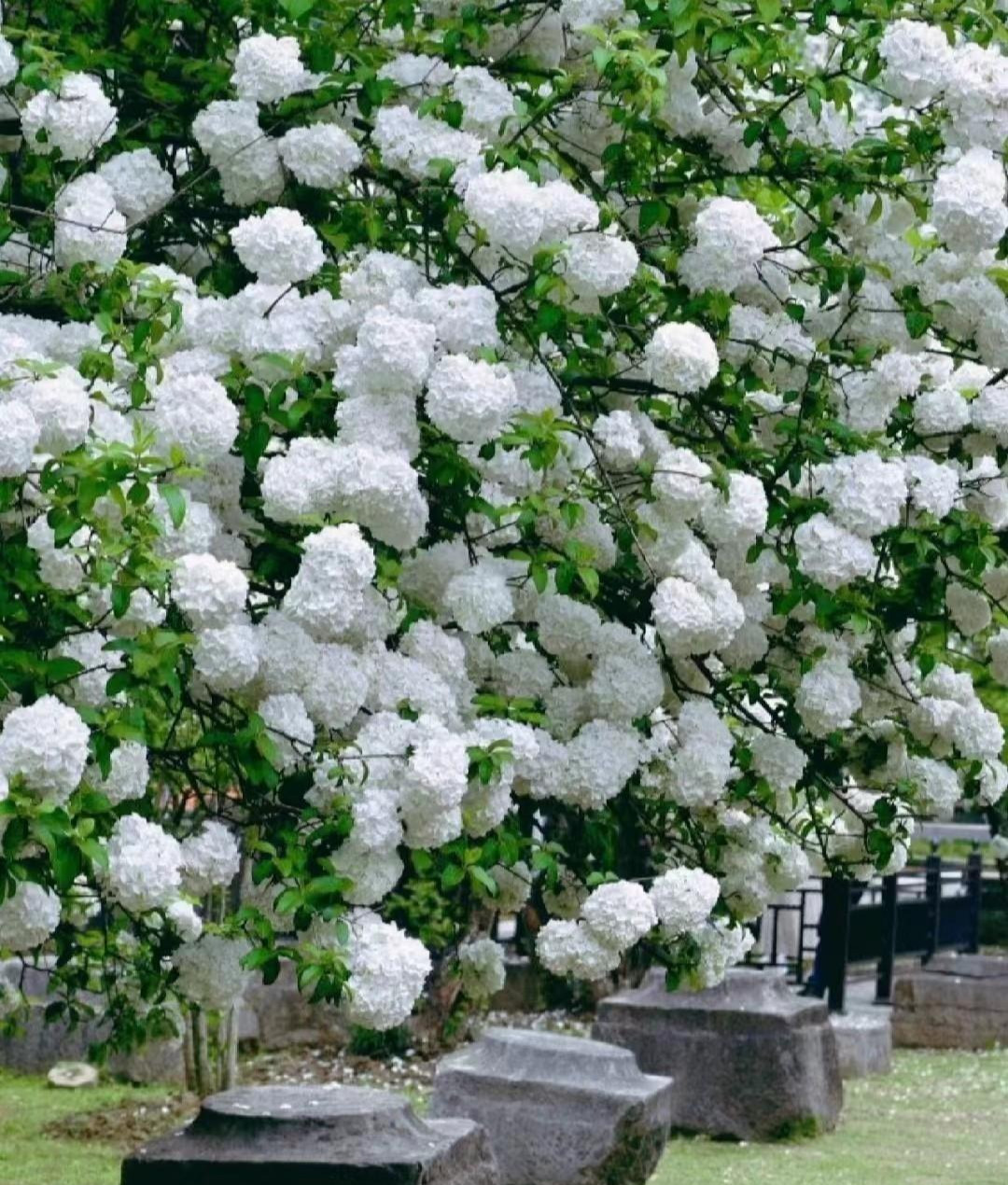 Cây cảnh có thể cao đến 3-4m, càng lâu năm thì hoa càng lớn, càng cao tuổi thì càng giống như bình rượu quý, càng có giá trị. Cây bóng tuyết có tuổi thọ hàng trăm năm, tuổi càng cao càng không già cỗi mà càng xum xuê, nở hàng nghìn bông hoa lớn như cái bát tô, tạo nên khung cảnh ngoạn mục. Ảnh minh họa Toutiao