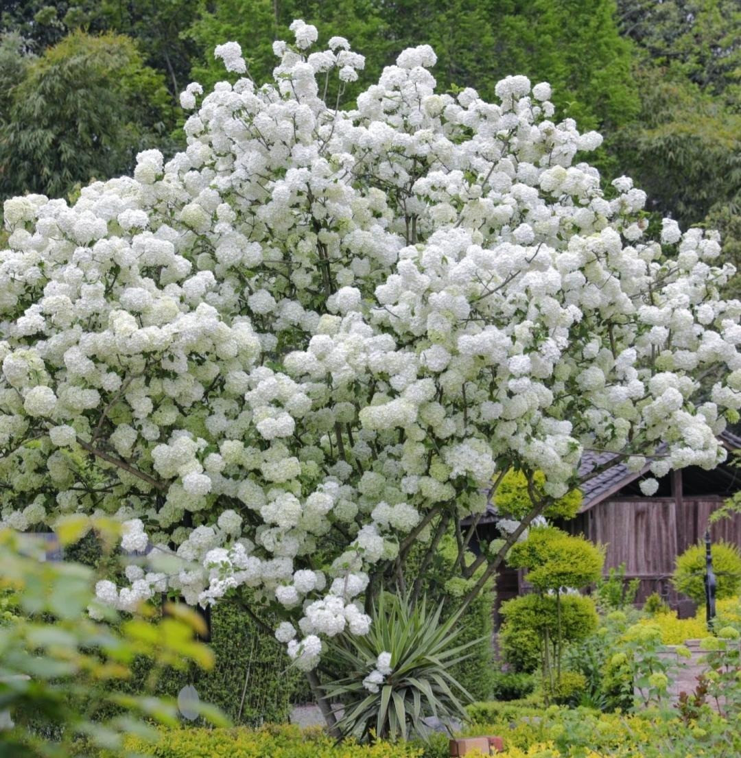 br/> Tốc độ sinh trưởng của bóng tuyết rất chậm, giai đoạn cây con cũng yếu nên không có nhiều cây bóng tuyết thân gỗ cao lớn. Ai sở hữu một cây đều giống như có báu vật trong tay. Do đó, người xưa khuyên bạn nên bắt đầu trồng cây cảnh này trong vườn nhà.