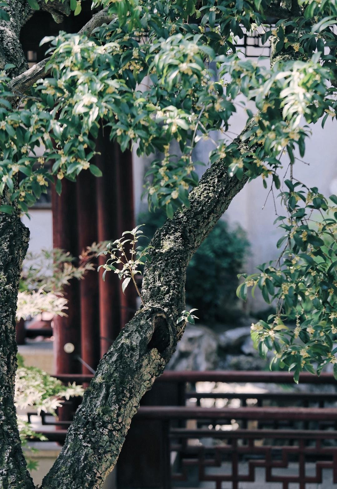 Cây cảnh này có ý nghĩa đẹp: "phú quý và tốt lành". Tên gọi mộc hương theo tiếng Hán đồng âm với từ quý nhân. Vì thế, người xưa còn có câu: "Mộc hương trồng trước nhà, quý nhân vào trong cửa" xuất phát từ chính cái tên của nó. Ảnh minh họa Toutiao