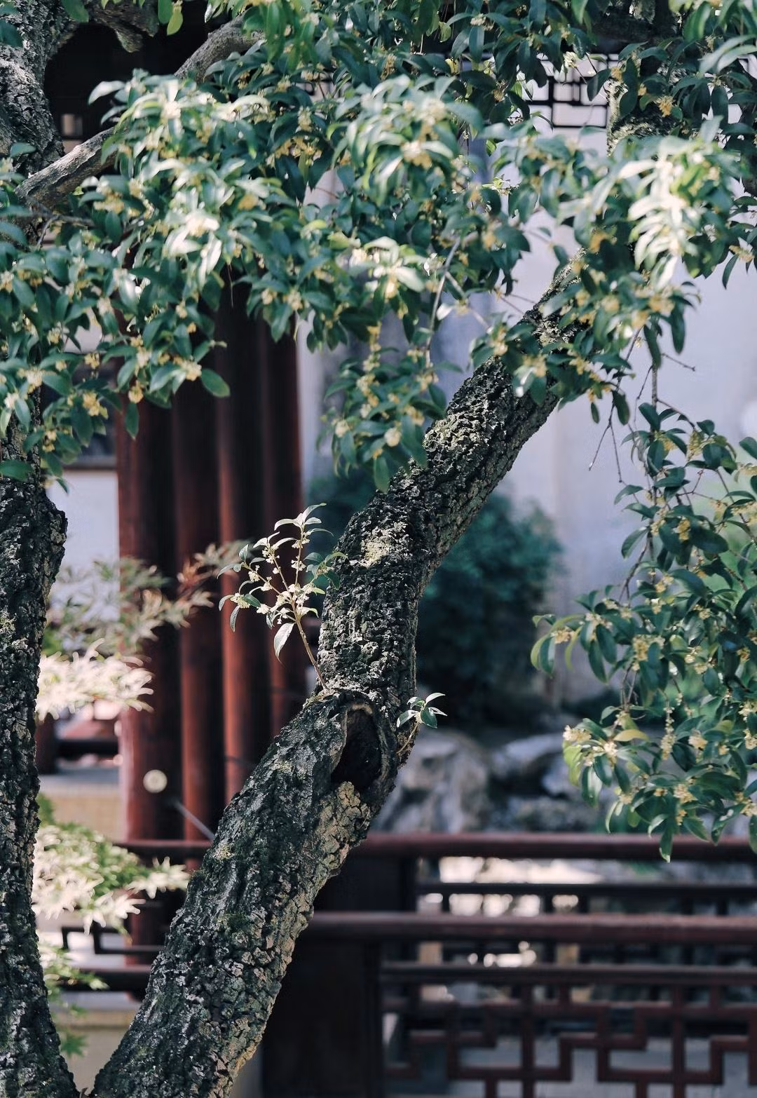 Cây cảnh này có ý nghĩa đẹp: "phú quý và tốt lành". Tên gọi mộc hương theo tiếng Hán đồng âm với từ quý nhân. Vì thế, người xưa còn có câu: "Mộc hương trồng trước nhà, quý nhân vào trong cửa" xuất phát từ chính cái tên của nó. Ảnh minh họa Toutiao