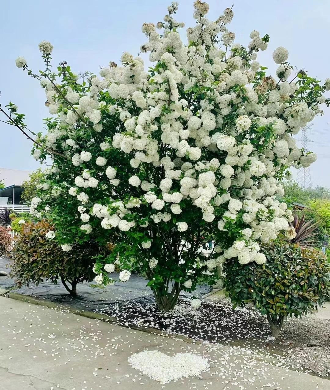 Cây cảnh này không chỉ mang cho không gian sự tươi mới, mà còn có mang ý nghĩa phong thủy tốt đẹp giúp cho gia chủ có nhiều may mắn trong cuộc sống, tài lộc dồi dào. Người xưa còn cho rằng, trồng cây cảnh bóng tuyết trong sân có nghĩa là điềm lành đến nhà, xua đuổi thị phi. Ảnh minh họa Toutiao