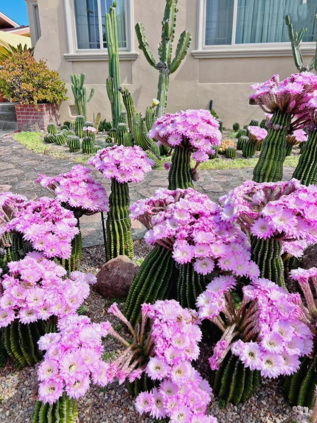  Vì có nguồn gốc từ các sa mạc nhiệt đới với khí hậu khô cằn nên cây cảnh này có khả năng chịu hạn tự nhiên và có thể trồng ngoài trời mà không cần tưới nước thủ công.