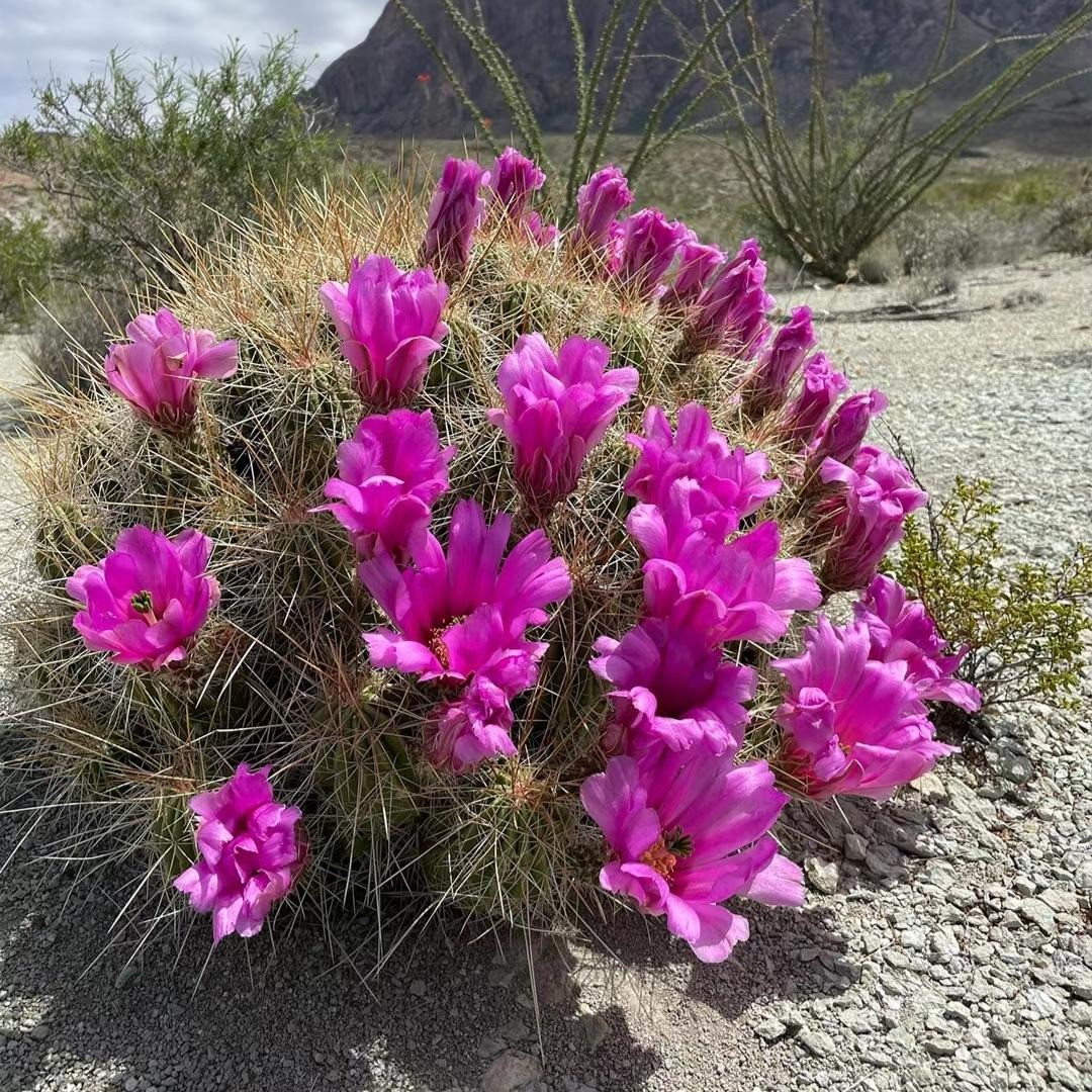 Tuổi thọ cao, có thể ăn và chữa bệnh: Sức sống của xương rồng rất mãnh liệt và có tuổi thọ cực kỳ lâu dài, thường dao động từ 30 đến 300 năm. Trong mùa sinh sản, xương rồng sẽ nở hoa và một số loài còn cho trái, loại trái này có thể được sử dụng để chế biến thành món ăn. 