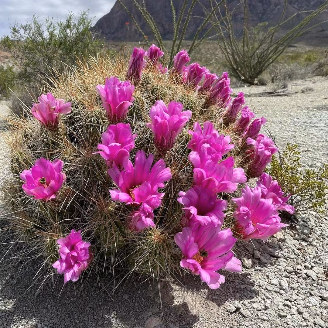 Tuổi thọ cao, có thể ăn và chữa bệnh: Sức sống của xương rồng rất mãnh liệt và có tuổi thọ cực kỳ lâu dài, thường dao động từ 30 đến 300 năm. Trong mùa sinh sản, xương rồng sẽ nở hoa và một số loài còn cho trái, loại trái này có thể được sử dụng để chế biến thành món ăn. 