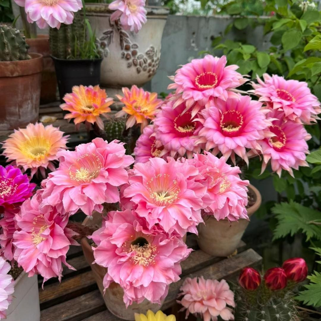 Cây cảnh trồng trong chậu ban công có thể sống tốt ngay cả khi được tưới nước mỗi tháng một lần, là lựa chọn tuyệt vời của những những người lười biếng.