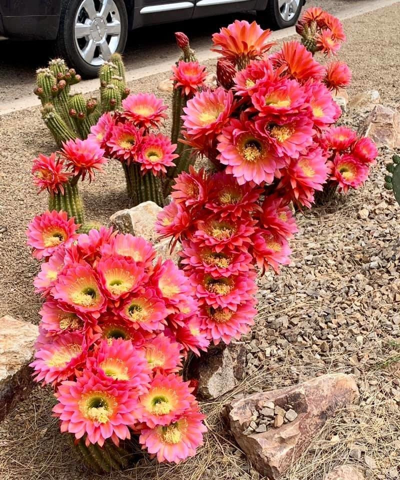  Thế mạnh của cây cảnh xương rồng: Xương rồng là một cụm cây bụi mọng nước có thân dày, nhiều thịt, các đốt thân hình bầu dục, hình cầu, hình trụ. Một số dạng khác lại là thân đốt, ngoài hình dạng của lá cọ, một số thấp và tròn, và một số có hình trụ. Có giống trơn nhẵn nhưng có giống gai nhọn lởm chởm. Lại có giống nhỏ bằng nắm tay bên cạnh chị em khổng lồ cao tới cả chục mét. 