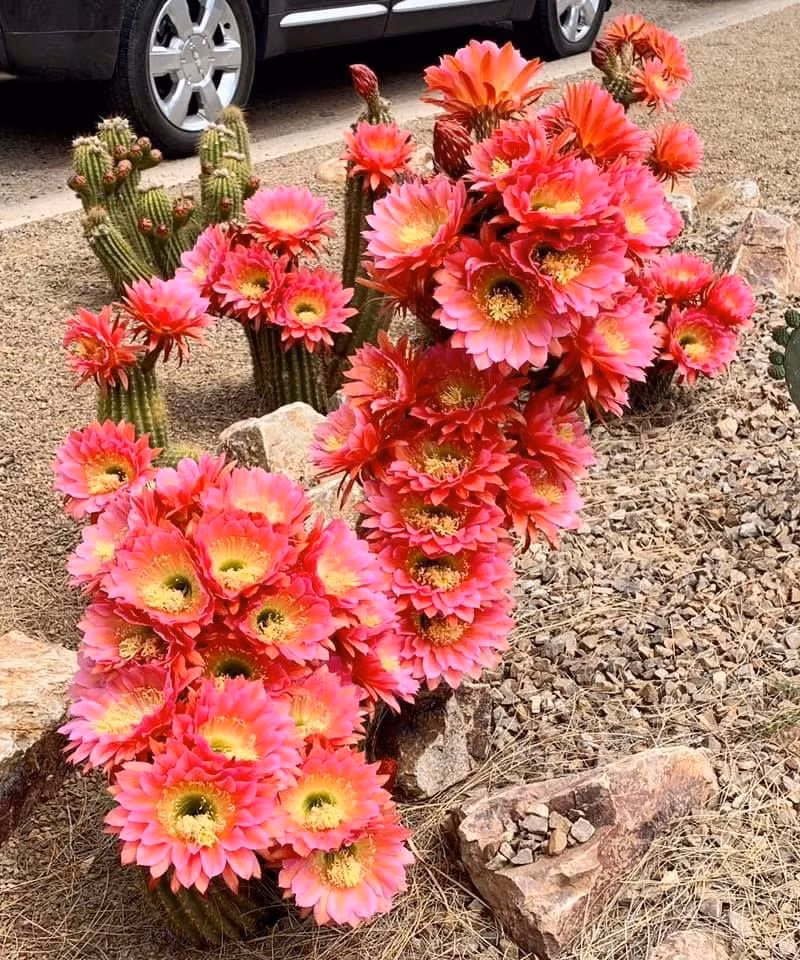  Thế mạnh của cây cảnh xương rồng: Xương rồng là một cụm cây bụi mọng nước có thân dày, nhiều thịt, các đốt thân hình bầu dục, hình cầu, hình trụ. Một số dạng khác lại là thân đốt, ngoài hình dạng của lá cọ, một số thấp và tròn, và một số có hình trụ. Có giống trơn nhẵn nhưng có giống gai nhọn lởm chởm. Lại có giống nhỏ bằng nắm tay bên cạnh chị em khổng lồ cao tới cả chục mét. 