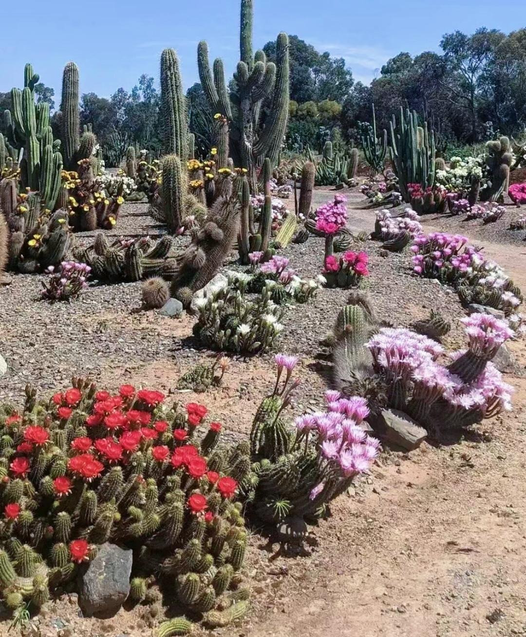  Xương rồng cũng được sử dụng rộng rãi trong y học cổ truyền. Thân cây được sử dụng để sát khuẩn, chữa mụn nhọt, thống phong, đau lưng, sâu răng và nhiều tác dụng khác. 