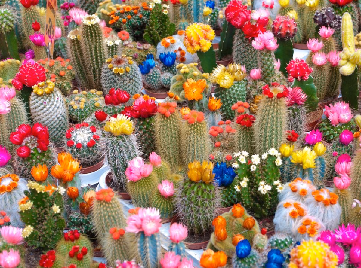 Trong thế giới cây cảnh, nếu nói về sự đa dạng hình dáng, kích cỡ, màu sắc hoa thì xương rồng (Cutus) là một trong những loài dẫn đầu. Là những loài thực vật cổ xưa và hoang dã nhất, xương rồng đã bước vào thế giới của con người và trở thành một trong những loại cây trồng trong nhà phổ biến nhất. Ảnh minh họa happysprout houseplant