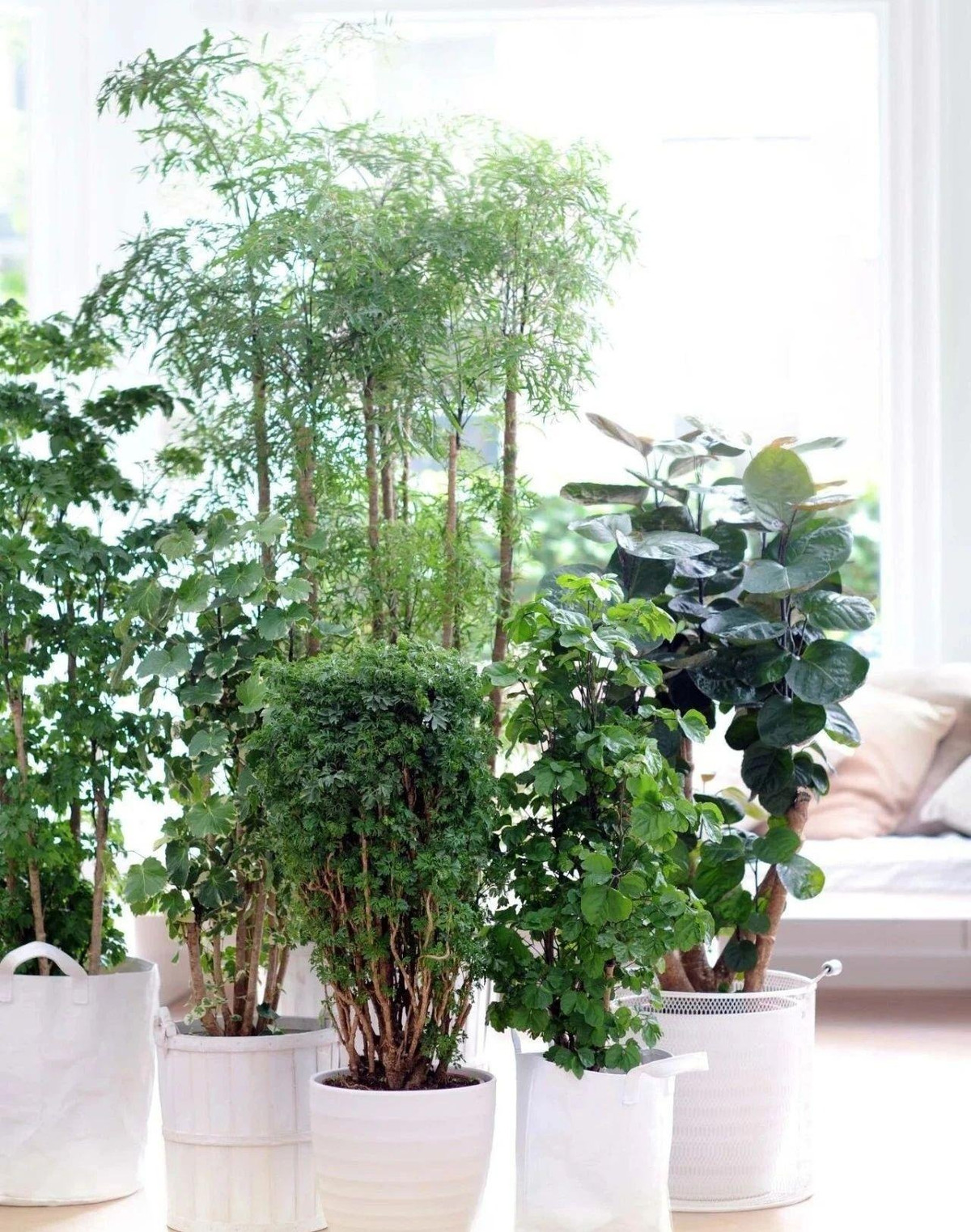 Trong y học, cây cảnh này cũng có nhiều tác dụng chữa bệnh. Hơn nữa, dù là cây cảnh có hình thức giản dị, không quá nổi bật nhưng nó lại có tác dụng lớn trong phong thủy, mang ý nghĩa đặc biệt tốt lành: Cây đinh lăng. Ảnh minh họa Toutiao