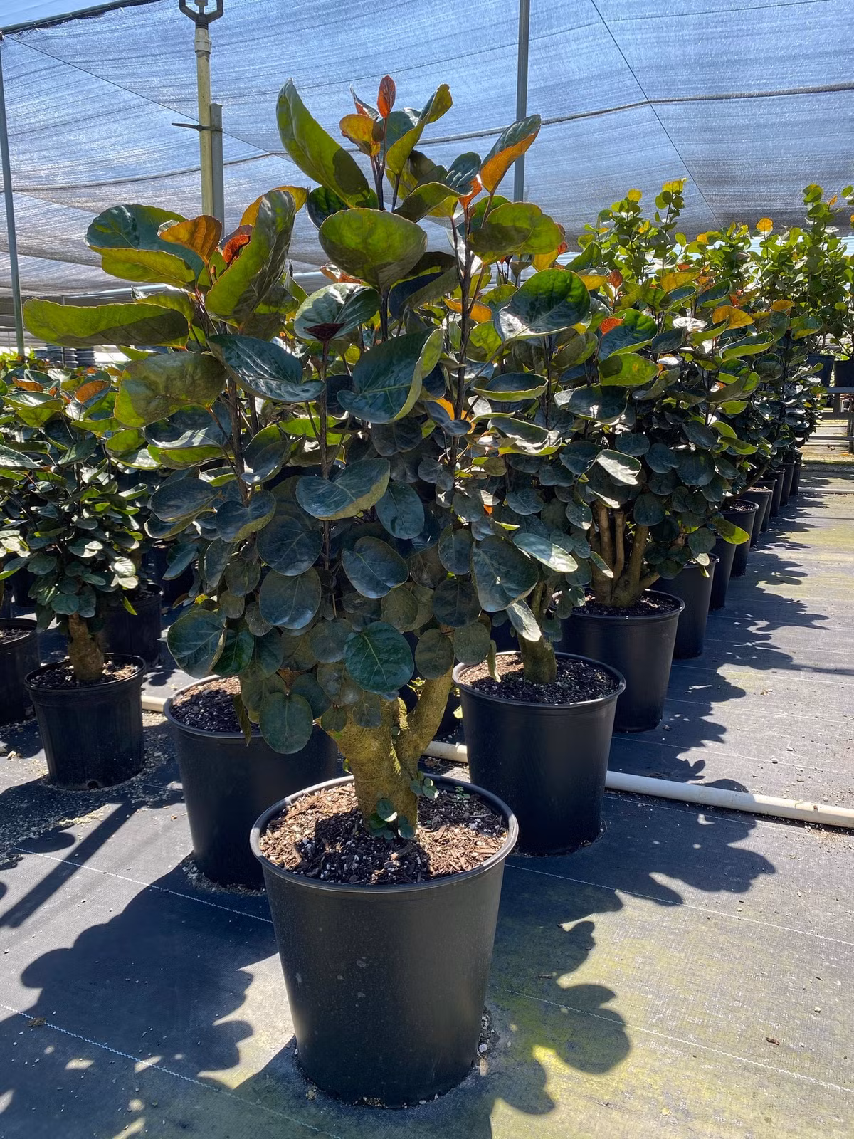  Giá trị làm thuốc: Ngoài việc trồng cây đinh lăng làm cảnh thì đinh lăng còn biết đến như một loại cây đa năng thần kỳ vì các bộ phận của cây có thể được sử dụng trong đời sống như gia vị chế biến món ăn và có thể dùng để chữa bệnh. 