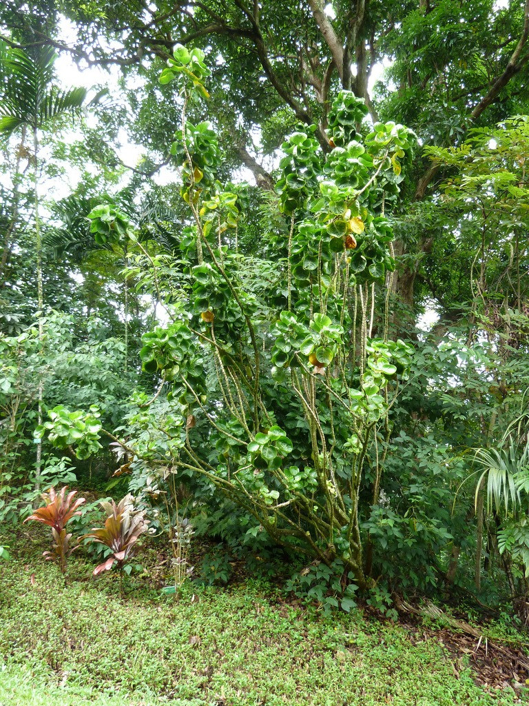  Cây cảnh này còn là cây có ý nghĩa tốt lành, ngôn ngữ hoa còn mang ý nghĩa tốt lành, may mắn. Nó có thể mang lại may mắn cho mọi người. Nếu thích, bạn có thể giữ nó ở nhà. không chỉ có giá trị làm cảnh mà còn có thể mang những ý nghĩa đẹp đẽ.