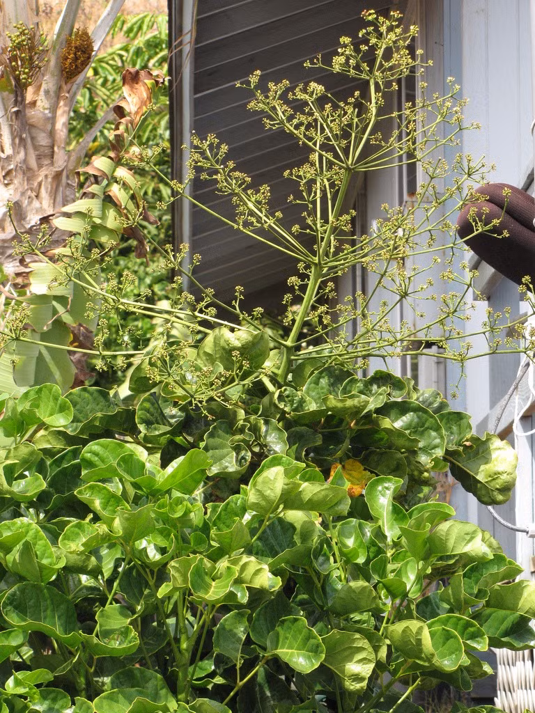 Ngôn ngữ hoa của hoa đinh lăng còn mang ý nghĩa hòa hợp, hạnh phúc, có thể thể hiện sự may mắn, trồng trong nhà giúp gia đình hòa thuận, yên ấm. Cây cảnh này cũng có ý nghĩa tài lộc và nhân đôi hạnh phúc. Tên của loài hoa này hàm chứa cả phúc lành và tài lộc, mang ý nghĩa nó có thể mang lại cả phúc lành và giàu sang. 