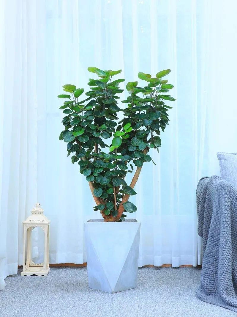  Đặt nó trong nhà sẽ đóng vai trò lớn trong việc thanh lọc không khí. Nó cũng có thể làm cho môi trường sống của gia đình trong lành và làm cho không khí xung quanh trong lành, không bụi bẩn và khí độc hại. 