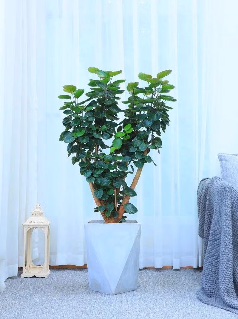  Đặt nó trong nhà sẽ đóng vai trò lớn trong việc thanh lọc không khí. Nó cũng có thể làm cho môi trường sống của gia đình trong lành và làm cho không khí xung quanh trong lành, không bụi bẩn và khí độc hại. 