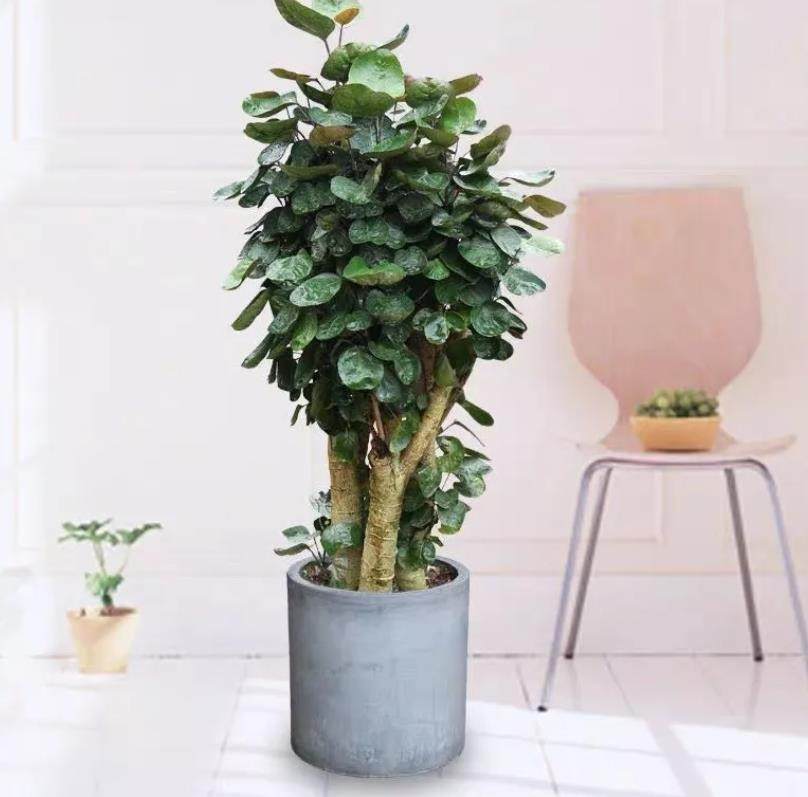  Ngày xưa, ở các gia đình nông thôn đều có trồng 1-2 cụm cây cảnh này ở ngõ, trước cổng hay cạnh sân nhà. Chúng không chỉ xanh tươi quanh năm, có thể tô điểm màu xanh mát mắt cho gia đình mà còn có thể dùng để làm các món ăn hay thuốc chữa bệnh.