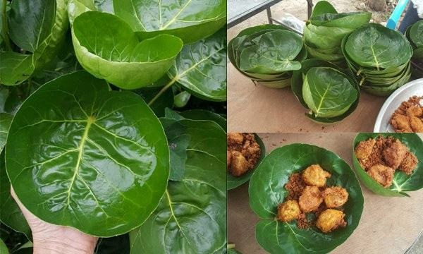 Trong phong thủy, cây đinh lăng được biết đến với ý nghĩa có thể ngăn chặn khí xấu xông vào nhà. Từ đó trấn giữ nguồn năng lượng tốt, giúp tài khí dễ tích tụ, không bị tiêu tán, được coi như “thần giữ của” cho chủ nhà.