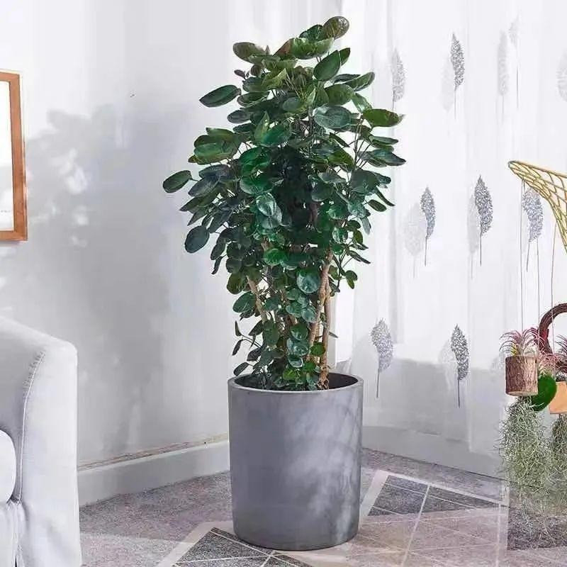  Hôm nay, chúng tôi giới thiệu với các bạn một loại đinh lăng được mệnh danh là "túi trữ tiền". Những chiếc lá của nó tròn, hình đĩa, nhưng lại mang dánh dấp cái túi nhỏ nên được cho là có ý nghĩa về mặt tài lộc: Đinh lăng lá đĩa (Polysias Scutellaria).