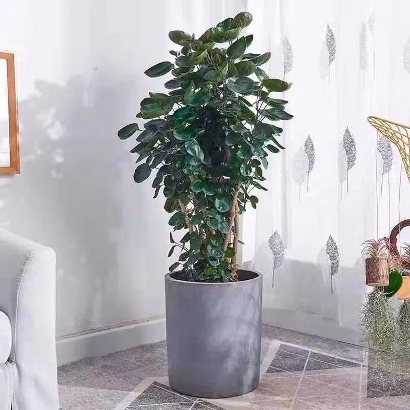  Hôm nay, chúng tôi giới thiệu với các bạn một loại đinh lăng được mệnh danh là "túi trữ tiền". Những chiếc lá của nó tròn, hình đĩa, nhưng lại mang dánh dấp cái túi nhỏ nên được cho là có ý nghĩa về mặt tài lộc: Đinh lăng lá đĩa (Polysias Scutellaria).