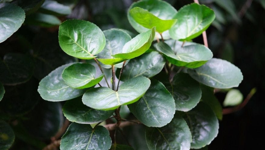 Cây cảnh thích hấp thụ ánh nắng mặt trời và tận hưởng khí hậu ôn hòa, vì chúng thường được tìm thấy ở các vùng cận nhiệt đới trên thế giới, đặc biệt thích hợp trồng ở Việt Nam.