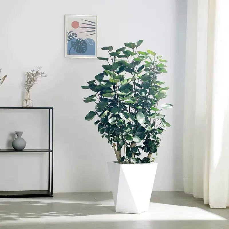  Những chiếc lá có màu xanh đậm, hình dáng cây rất đẹp của đinh lăng lá đĩa mang đến cho con người vẻ đẹp giản dị, được người dân vô cùng yêu thích và có giá trị làm cảnh nhất định.