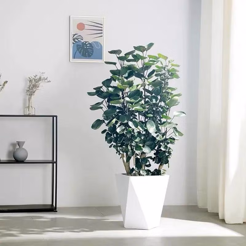  Những chiếc lá có màu xanh đậm, hình dáng cây rất đẹp của đinh lăng lá đĩa mang đến cho con người vẻ đẹp giản dị, được người dân vô cùng yêu thích và có giá trị làm cảnh nhất định.