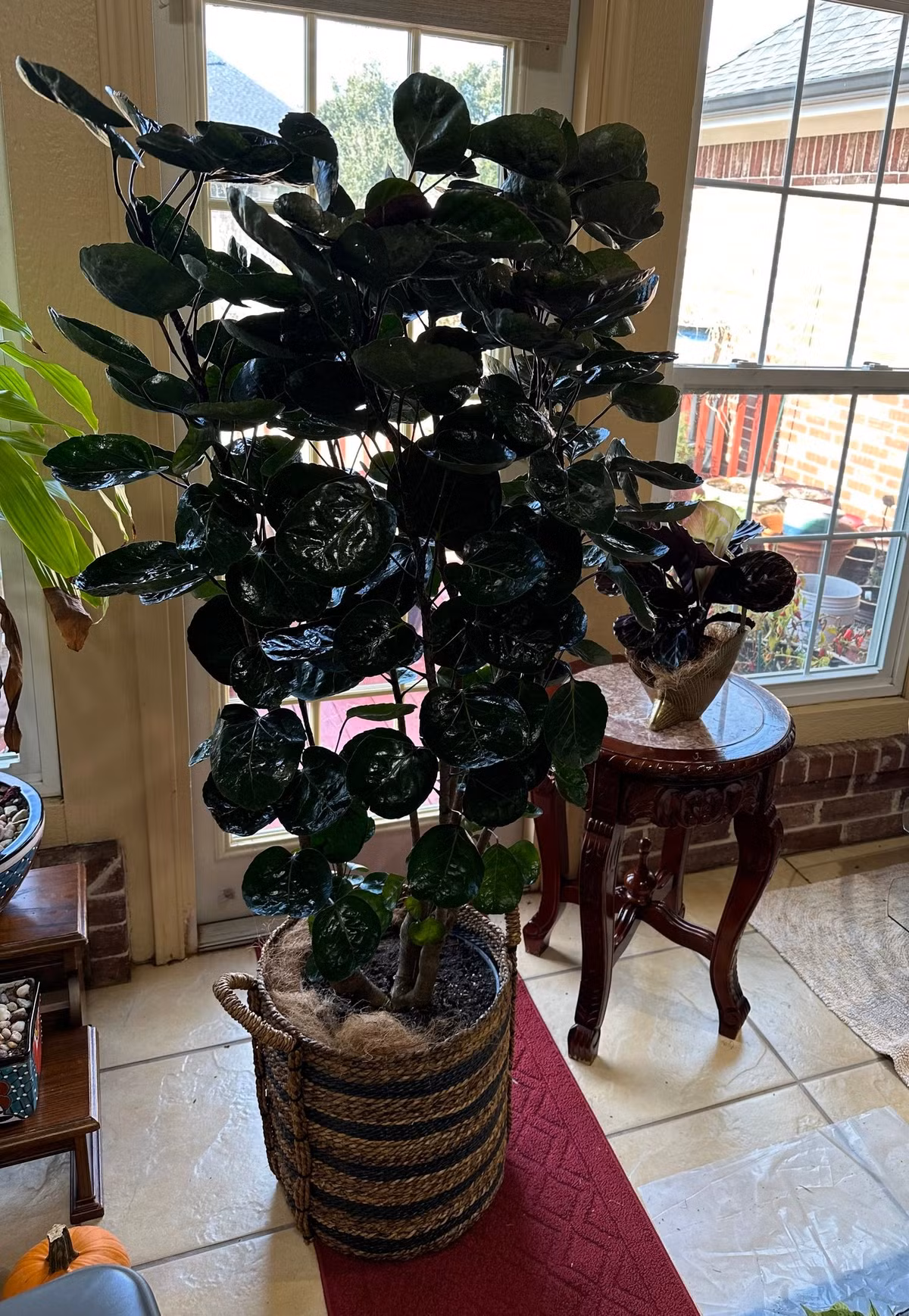 Cây đinh lăng "túi tiền" càng xứng đáng là cây dẫn dụ tài lộc, trữ tiền trong gia đình, mang lại may mắn, thịnh vượng mà người xưa khuyên nên trồng. Cây cảnh này cũng tượng trưng cho sự hòa thuận, may mắn và thuận buồm xuôi gió. Nó đặc biệt phù hợp với những người đang kinh doanh tại nhà, mong muốn công việc kinh doanh ngày càng phát đạt. 