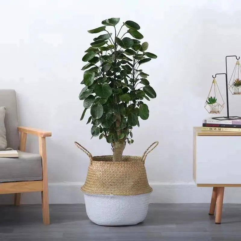 Đinh lăng lá đĩa hay còn gọi là đinh lăng đĩa là cây thân gỗ nhỏ cao khoảng 2,5m, thân nhẵn không có gai ít phân cành. Lá đơn hoặc có 2-3 lá phụ, phiến lá tròn lõm như chiếc đĩa hoặc dạng bán cầu, có màu xanh lục và không có lông. Cụm hoa dạng chùm tán, hoa nhỏ màu trắng. Quả dẹt. 